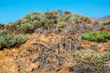 Roques de Garcia ve El Teide yanardağı, Tenerife Adası, İspanya