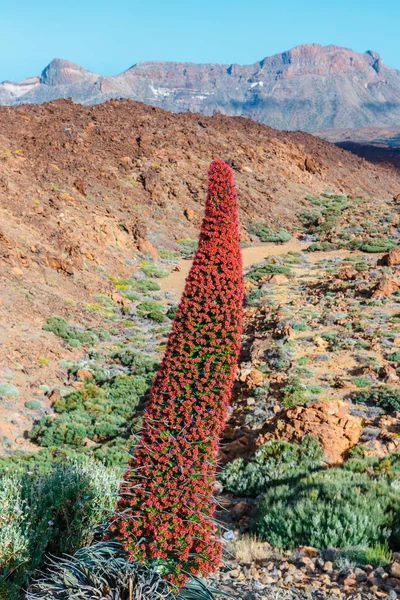 Красные цветы тахинасты на вулкане Эль-Тейде, Тенерифе, Испания — стоковое фото