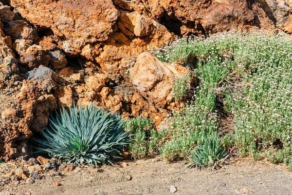 Dry bush growing in the caldera of a El Teide volcano, Tenerife, Spain — Stock Photo, Image