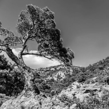 Yalnız çam ağacının siyah beyaz fotoğraf