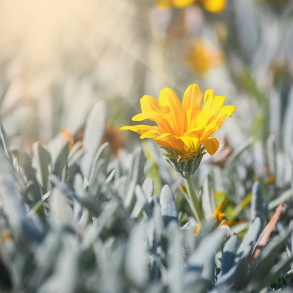 Primer plano de flores amarillas, fondo natural de verano —  Fotos de Stock