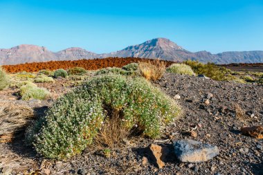 Volkan El Teide Milli Parkı Las Canadas del Teide içinde peyzaj