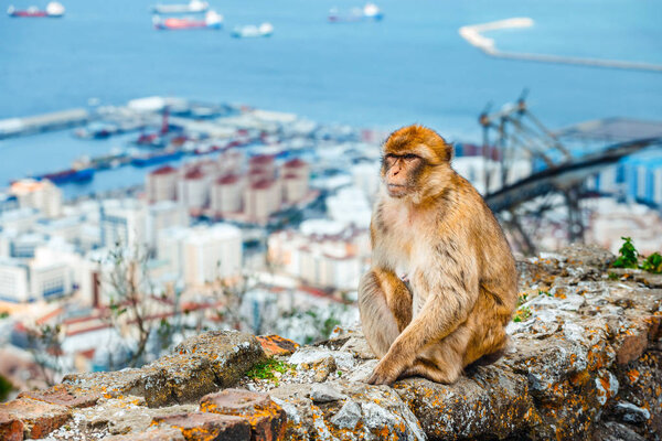 Портрет дикой самки макаки. Макаки являются одной из самых известных достопримечательностей британской заморской территории
