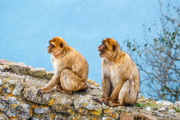 Maymunların Gibraltar Yarımadası'nda bir yedek çifti closeup — Stok fotoğraf