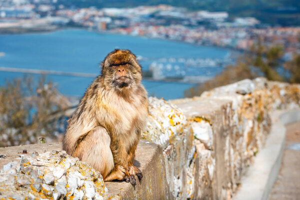 портрет дикого самца макака. Макаки являются одной из самых известных достопримечательностей британской заморской территории
