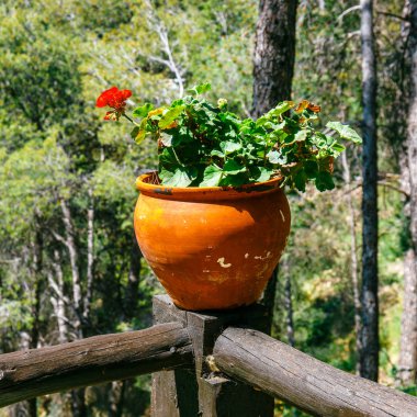 saksı bahar çiçekleri bir çit üzerinde kapat