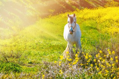 Beyaz Endülüs at çayır on gün batımı sırasında duruyor