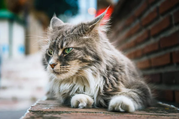 Macska Maine Coon pihen a kőfal portréja — Stock Fotó