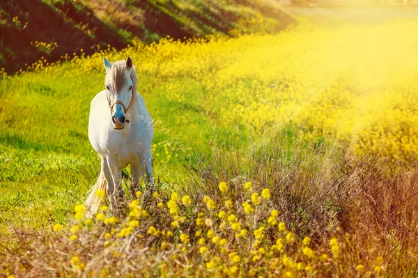 Weißes andalusisches Pferd steht bei Sonnenuntergang auf der Weide — Stockfoto