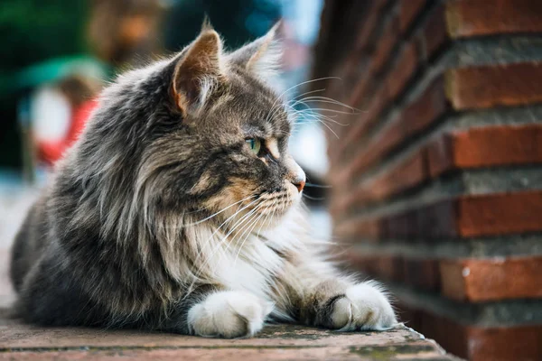 Portrait of Cat Maine Coon resting on stone wall — Stock Photo, Image