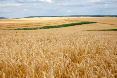Yakın plan buğday tarlası altın renginde. Hasat konsepti.