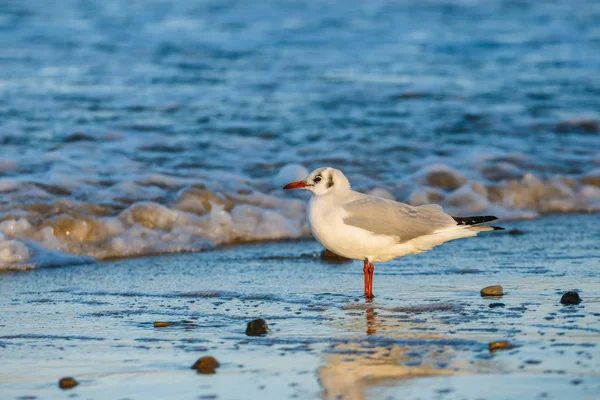 Seagull standing on the sea shore during sunset — Stock Photo, Image