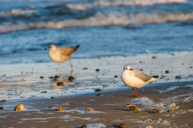 Gün batımında deniz kıyısında duran martı.
