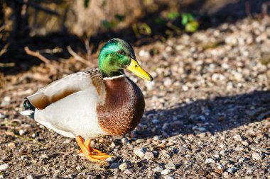Göl kıyısında duran erkek ördeğin portresi.