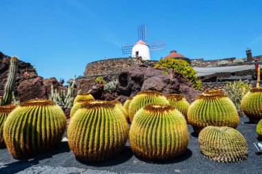Guatiza köyündeki tropikal kaktüs bahçesinin (Jardin de Cactus) güzel manzarası. Lanzarote, Kanarya Adaları, İspanya.