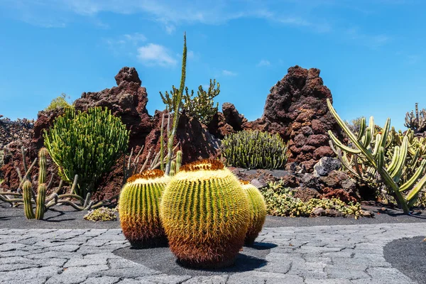 Beautiful View Tropical Cactus Garden Jardin Cactus Guatiza Village Lanzarote — Stock Photo, Image