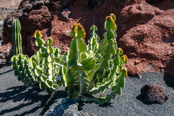 Gran Jardín Cactus Metal Jardín Cactus Pueblo Guatiza Lanzarote Islas — Foto de Stock