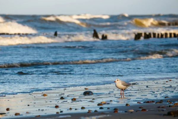 Möwe Steht Bei Sonnenuntergang Meeresufer — Stockfoto