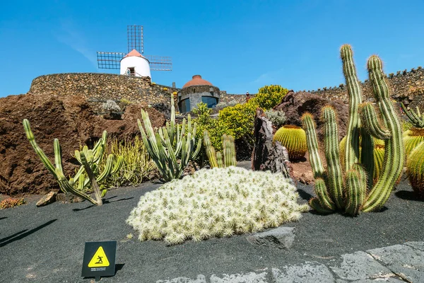 Hermosa Vista Del Jardín Tropical Cactus Jardín Cactus Pueblo Guatiza — Foto de Stock