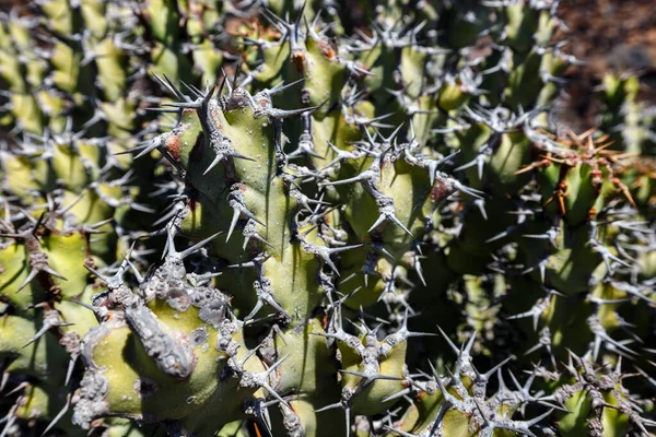 Большой Металлический Кактус Саду Кактуса Jardin Cactus Деревне Гуатиза Льяроте — стоковое фото