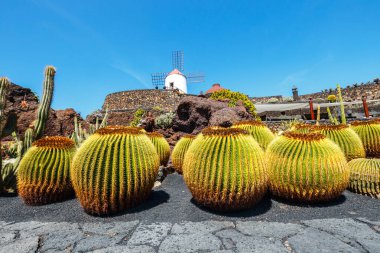 Guatiza köyündeki tropikal kaktüs bahçesinin (Jardin de Cactus) güzel manzarası. Lanzarote, Kanarya Adaları, İspanya.