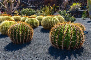 Guatiza köyündeki tropikal kaktüs bahçesinin (Jardin de Cactus) güzel manzarası. Lanzarote, Kanarya Adaları, İspanya.