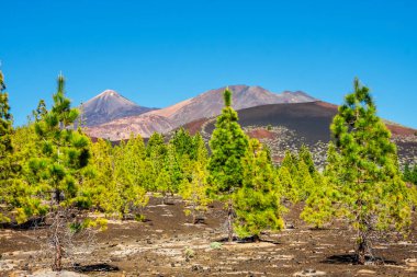İspanya 'nın Tenerife kentindeki Teide Ulusal Parkı' nda lav kayaları üzerinde çam ormanı