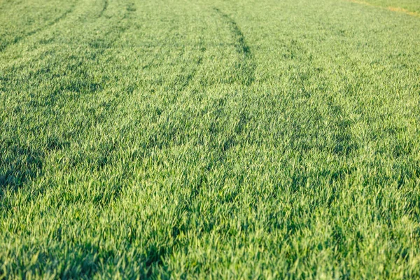 Plántulas Jóvenes Trigo Verde Que Crecen Campo Trigo Que Crece —  Fotos de Stock