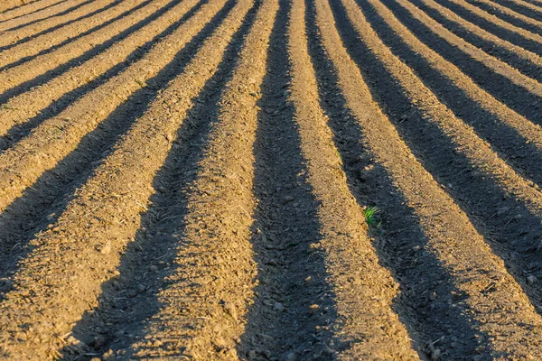 Tracé Des Sillons Dans Champ Labouré Préparé Pour Planter Des — Photo