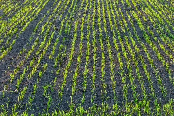 Filas Grano Joven Verde Atardecer —  Fotos de Stock