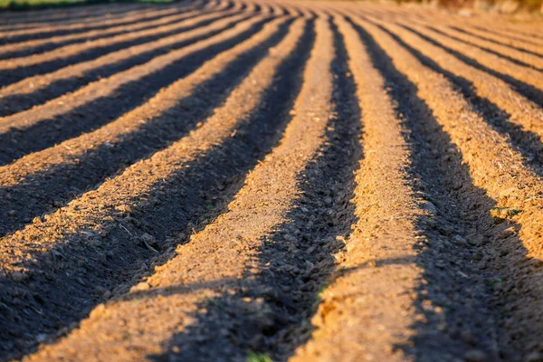 Tracé Des Sillons Dans Champ Labouré Préparé Pour Planter Des — Photo