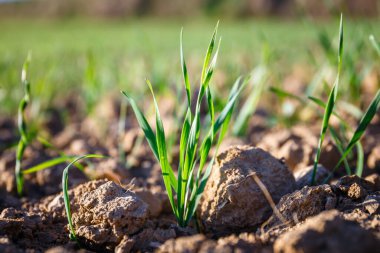 Genç filizlerin filizlendiği ekilebilir tarlalar