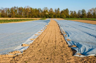 Taze sürülmüş tarla agrotextile ile kaplanmış.