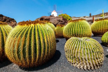 Guatiza köyündeki tropikal kaktüs bahçesinin (Jardin de Cactus) güzel manzarası. Lanzarote, Kanarya Adaları, İspanya.