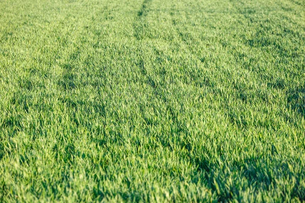 Молодые Зелёные Саженцы Пшеницы Растут Поле Пшеница Растет Почве — стоковое фото