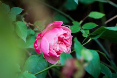 Güzel koku gül çiçek