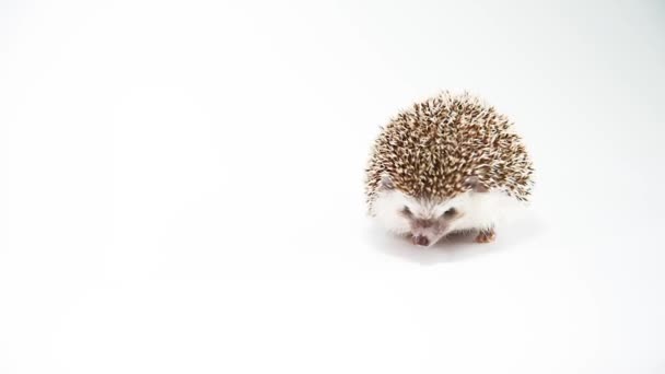 Hedgehog Walking White Background — Stock Video