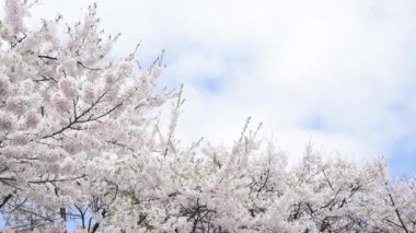 Açık gökyüzü arka plan, rüzgarda sallanan bir çiçeklenme kiraz çiçeği. Kopya alanı ile.