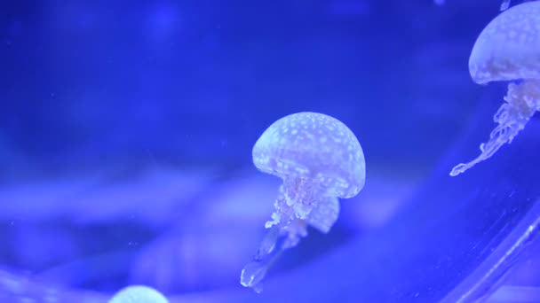 Медузы Плавающие Аквариуме — стоковое видео