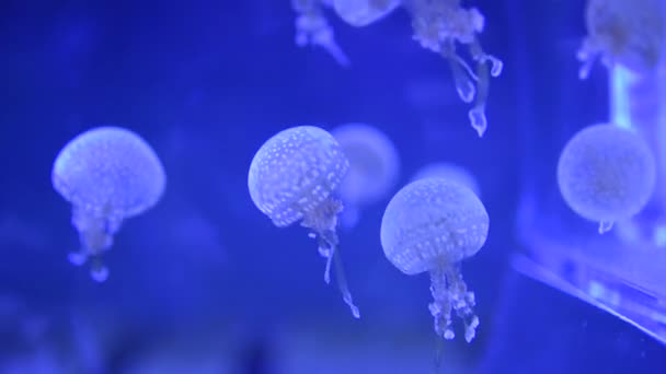Medusas Nadando Aquário — Vídeo de Stock