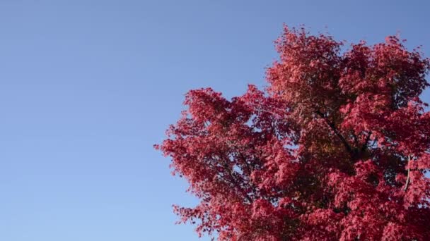 Löv Röda Lönnträd Svajande Molnfri Blå Himmel Och Vind — Stockvideo