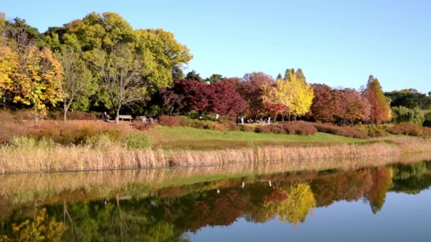 Herfstbos Het Meer Herfst Landschap Echte Tijd Olympisch Park Seoul — Stockvideo