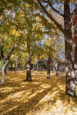 Sarı akçaağaç yapraklı Autumn Caddesi. Güney Kore 'deki Seul Olimpiyat Parkı.