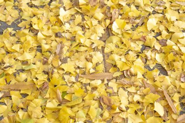 Sarı akçaağaç yapraklı Autumn Caddesi. Güney Kore 'deki Seul Olimpiyat Parkı.