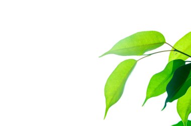 Çevre dostu kavram, yeşil yaprakların arasından parlak güneş ışığı