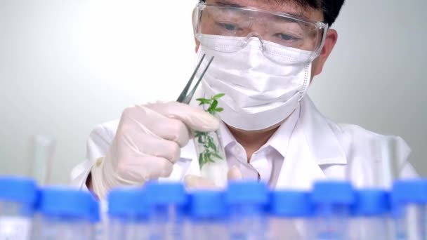 Asiatisk Manlig Forskare Forskar Växtprover Laboratoriet — Stockvideo