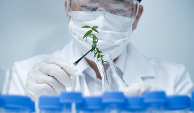 Asyalı erkek araştırmacı laboratuardaki bitki örneklerini araştırıyor..
