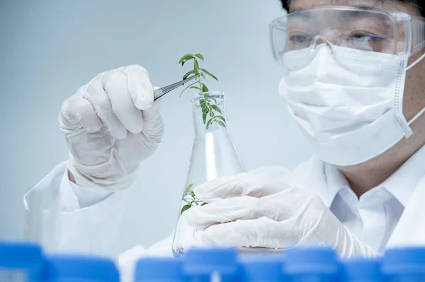 Investigador Masculino Asiático Investigando Especímenes Plantas Laboratorio —  Fotos de Stock