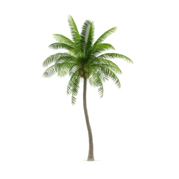 Кокосовое дерево, изолированное на белом фоне. 3D изображение — стоковое фото