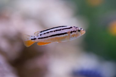 Melanochromis hava. Malawi Gölü Çiklit balık.